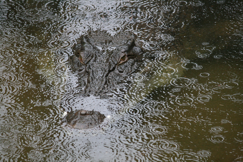 The saltwater crocodile, the largest living crocodilian in the world, maxing out at 4,400 pounds. Image: Mike / Flickr